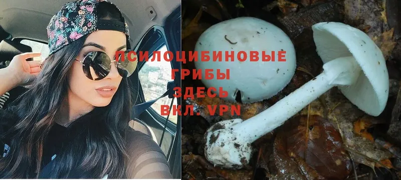 Псилоцибиновые грибы Cubensis  где можно купить   Гусиноозёрск 